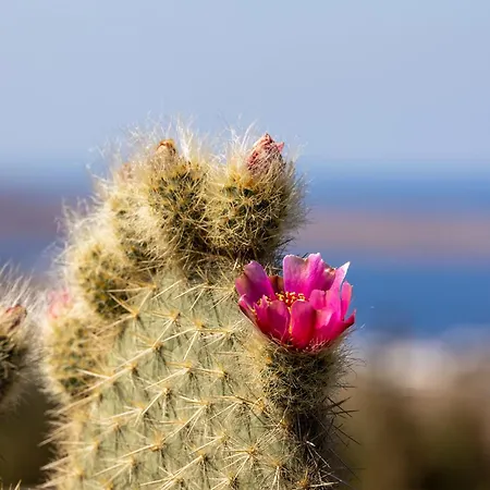 别墅 Mykonian Ode With Stunning Sunrise & Sunset Views *